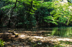 新緑の水辺のひととき