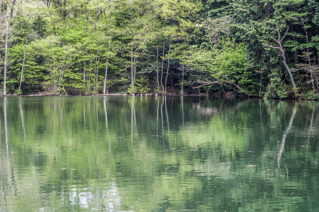 新緑の池辺(下池)