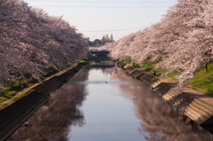 百十郎桜（満開の朝①）