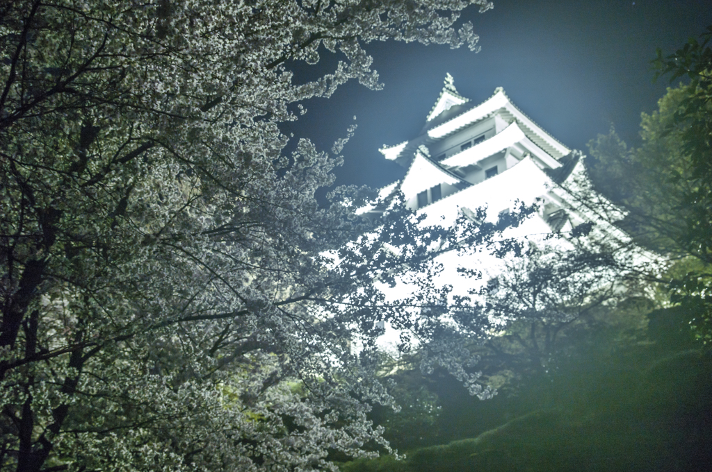 郡上八幡の夜桜②