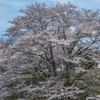 新境川堤防④