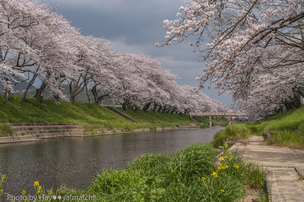 桜の散りはじめた川辺で