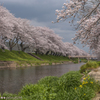 桜の散りはじめた川辺で