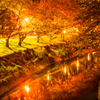 新境川の夜桜見物（2013春お気に入り①）