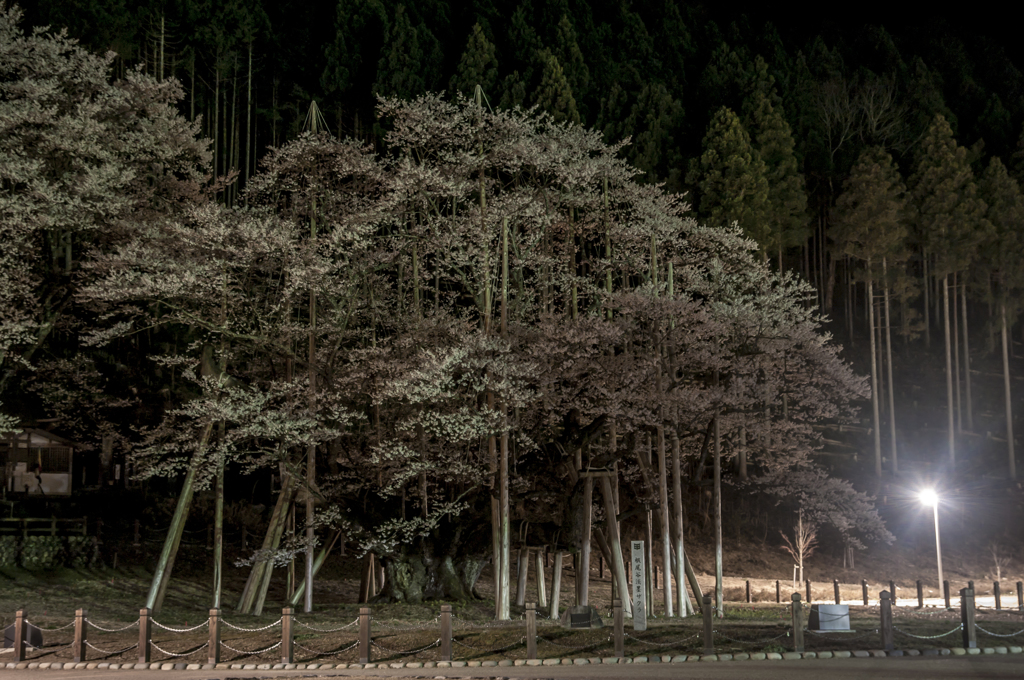 夜桜番外編その２