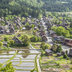 白川郷の新緑（城山展望台の昼下がり）