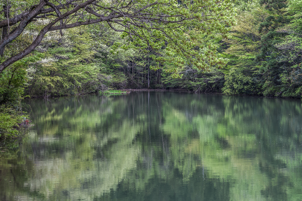 新緑の池辺（上池Ⅱ）