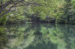 新緑の池辺（上池Ⅱ）