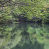 新緑の池辺（上池Ⅱ）