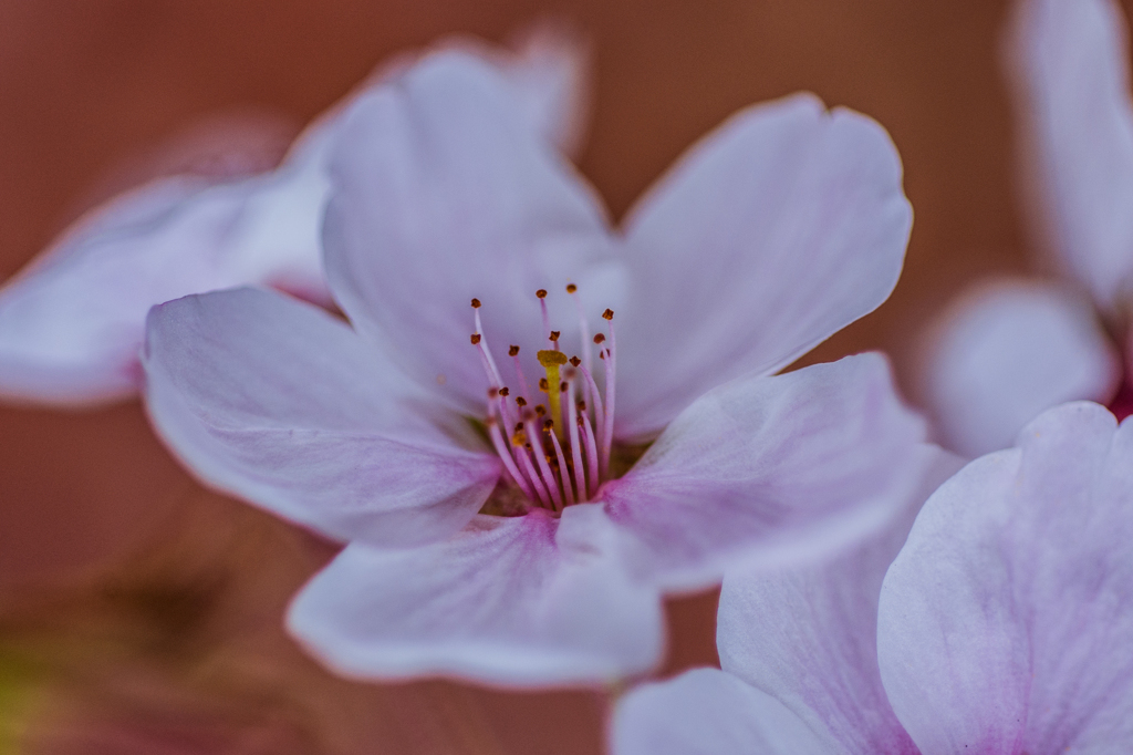 桜咲く人生の門出に