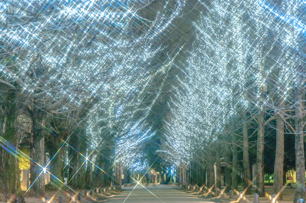 冬の散歩道