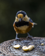 食べていいよ