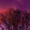 学びの森の夕景①