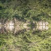 新緑の板取川