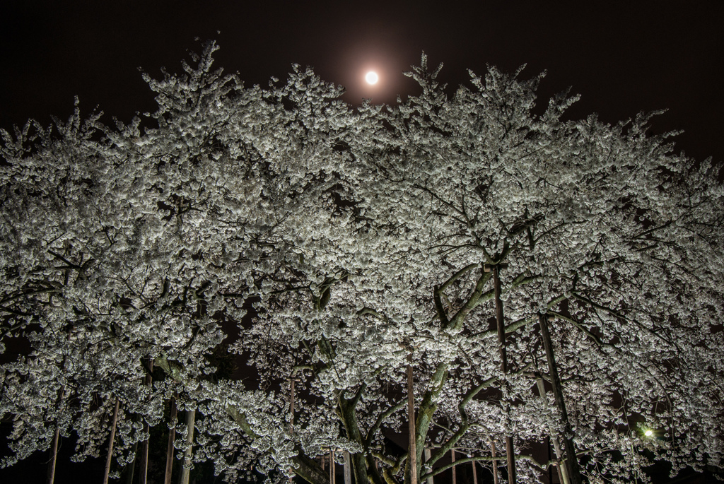 月夜にライトアップの薄墨桜