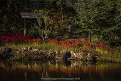 大智寺の彼岸花