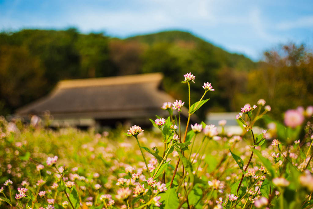 小川沿いの草花