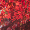 紅彩2014秋