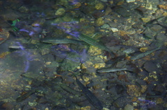 分水嶺の川魚