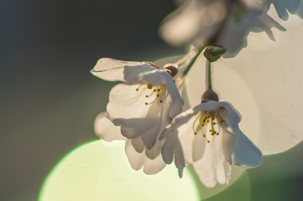 根尾薄墨桜の分身が開花しました