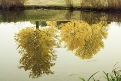 池の中のイチョウの木々