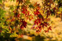 紅葉⑫清見中ノ島