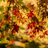 紅葉⑫清見中ノ島