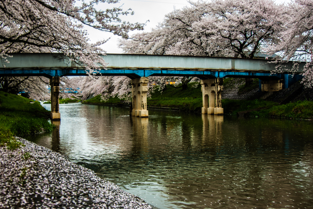 桜散る川辺の朝①