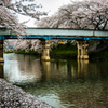 桜散る川辺の朝①