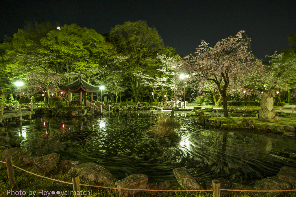 日中友好庭園の桜渦流Ⅱ