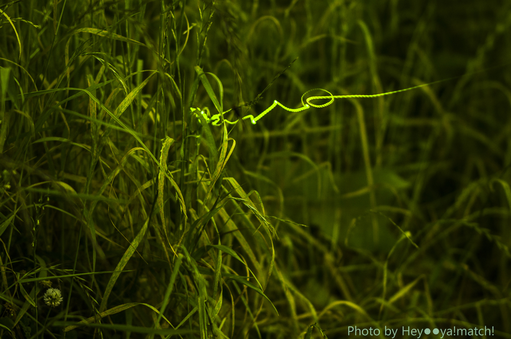 Luciola cruciata