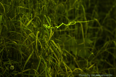 Luciola cruciata