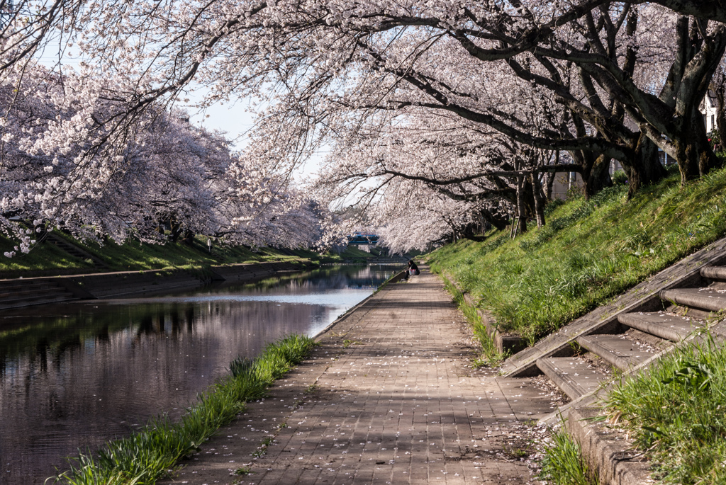 百十郎桜（満開の朝②）