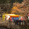 夜桜と露店