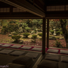 清瀧寺徳源院（晩秋の庭園）Ⅲ