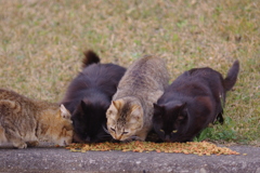ねこまっしぐら