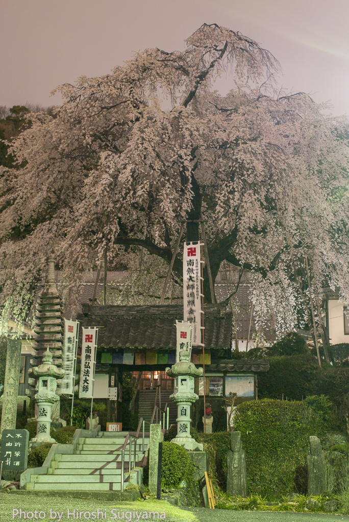 しだれ桜の林陽寺