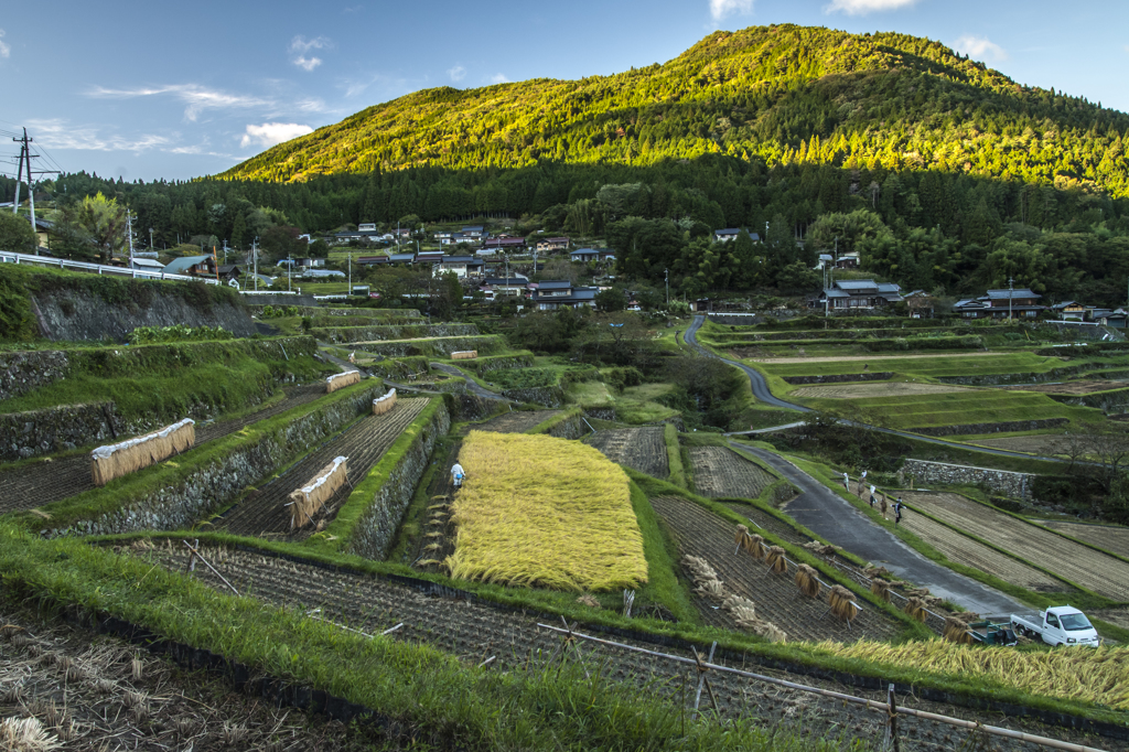 夕暮れの棚田（収穫）
