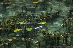 シモネの池の青鯉