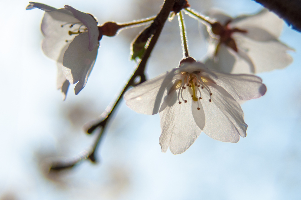 根尾薄墨桜の分身が開花しました (2)