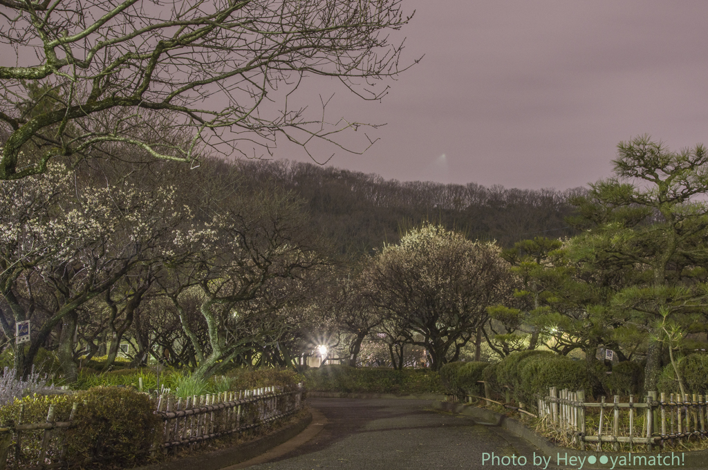 夜の梅林公園③