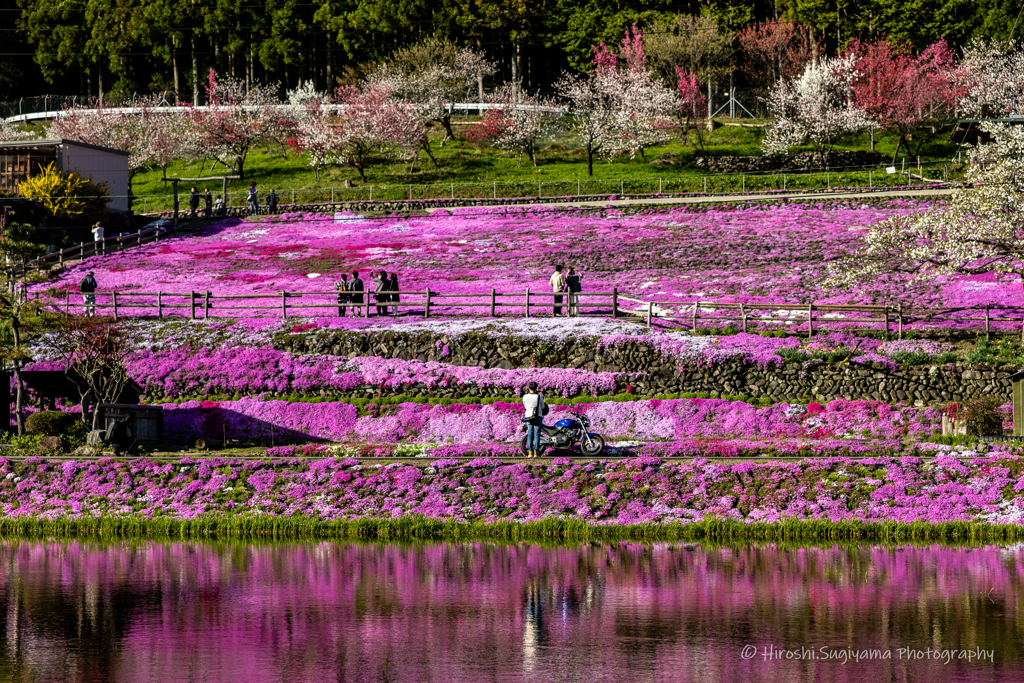 國田家の芝桜