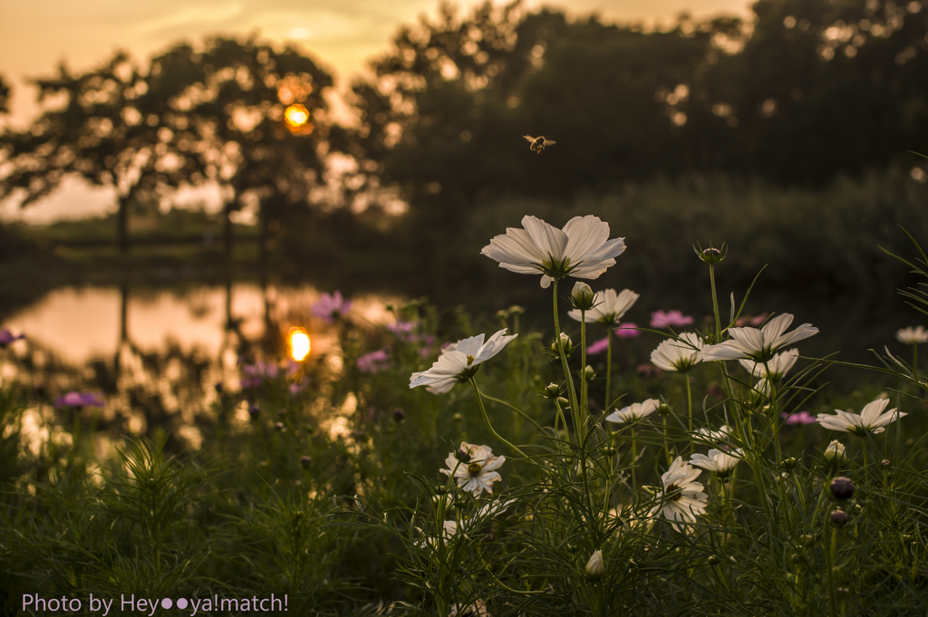 夕暮れの秋桜