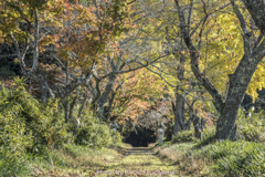 秋色のトンネル