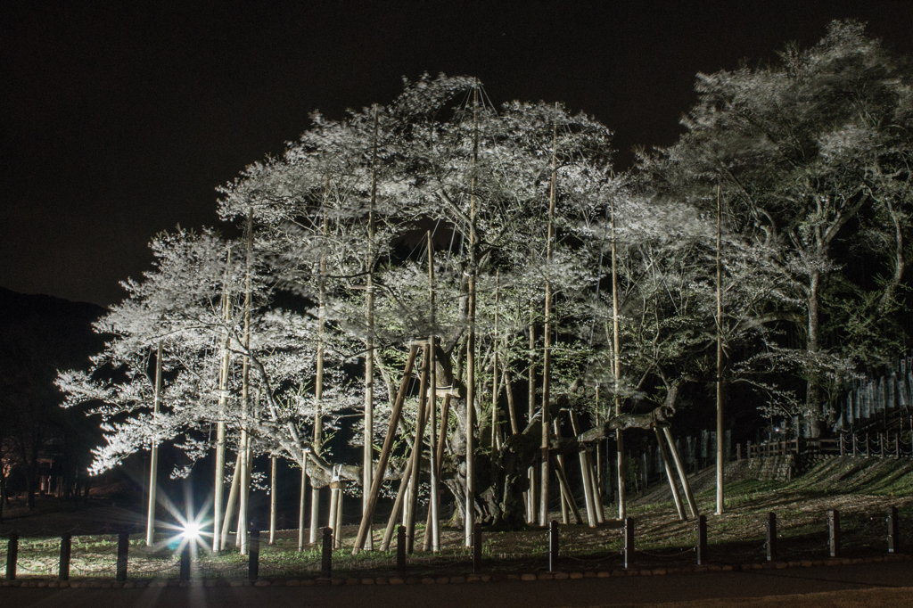 根尾の薄墨桜②