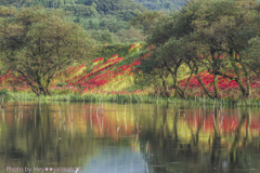 錦彩の曼珠沙華