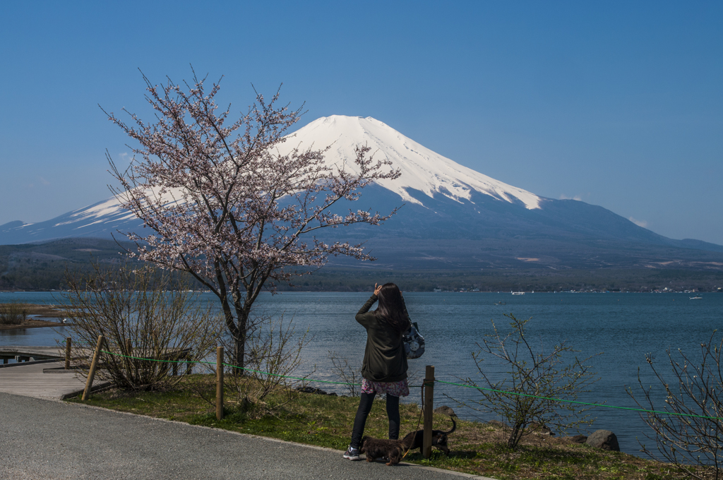 富士山と山中湖畔に咲く桜