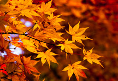 紅葉⑨せせらぎ平滝