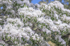 積もる雪花