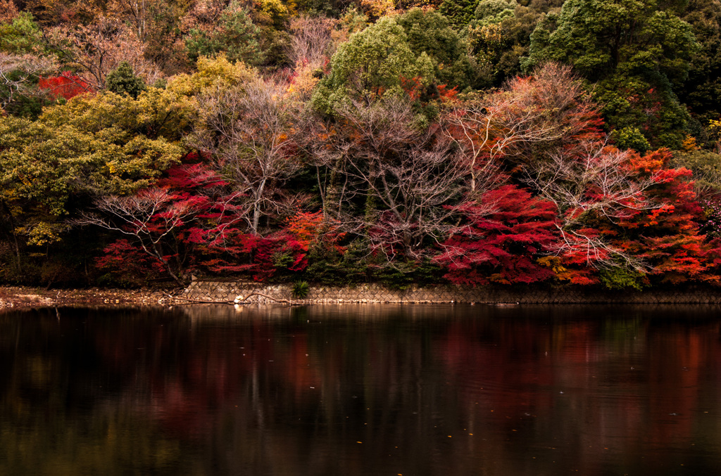 駐車場正面からの紅葉風景